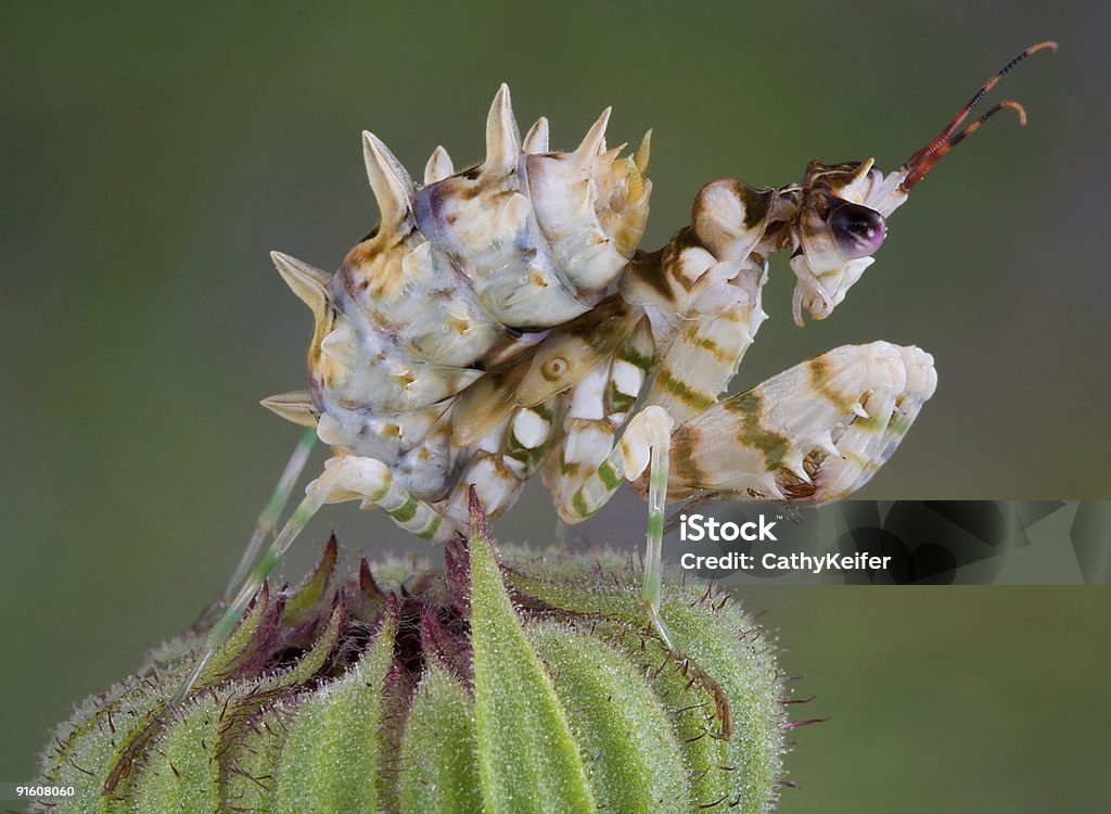 Spiny flower mantis 7  Bristle - Animal Part Stock Photo