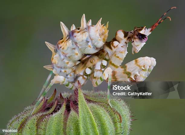 Spiny Flower Mantis 7 Stock Photo - Download Image Now - Bristle - Animal Part, Sharp, Praying Mantis