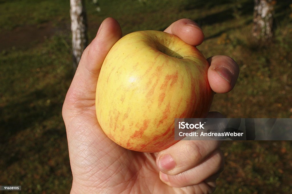 Яблоко в руке/gelber Apfel - Стоковые фото Альтернативная медицина роялти-фри