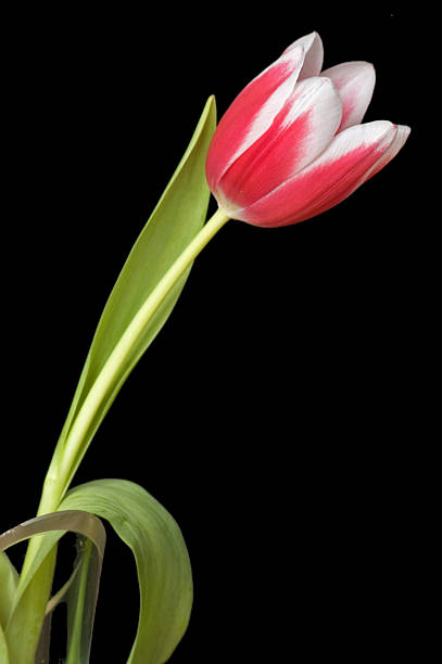 Tulip in Vase stock photo
