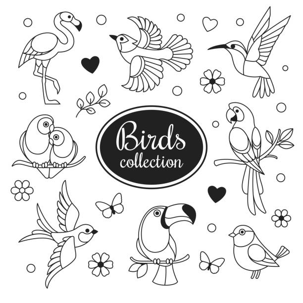 Birds icons collection. Vector collection of exotic birds outline icons, such as hummingbird, pink flamingo, parrot, toucan and swallow. Isolated on white. toucan white background stock illustrations
