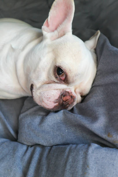 istock French bulldog in the bed 916088438