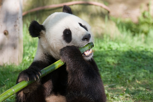 Close-up of china giant panda playing.