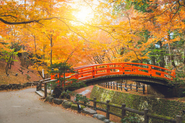 istock Red bridge in maple forest colorful autumn in Japan 916092170