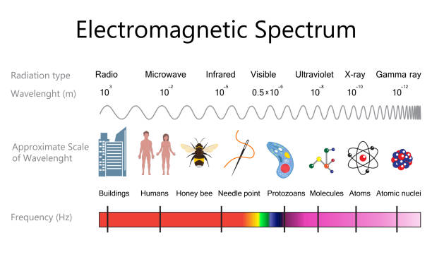 Electromagnetic Spectrum Diagram Electromagnetic spectrum and wavelengths diagram. Vector illustration flat design electromagnetic stock illustrations