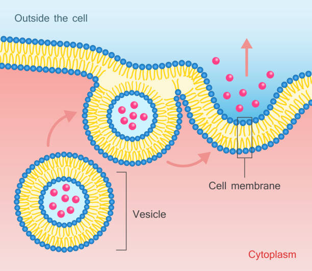 Exocytosis Vesicle Transport Cell Membrane Exocytosis - vesicle transport that carry very large molecules across the cell membrane. Vector illustration phagocytosis diagram stock illustrations