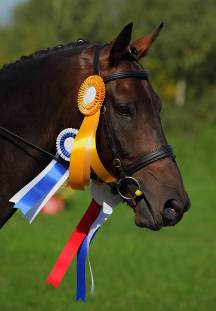 Prize-winning horse at a show, showing its rosette