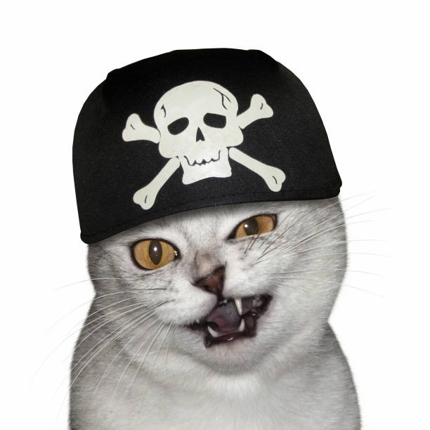 istock Cat in a pirate bandana 916096288
