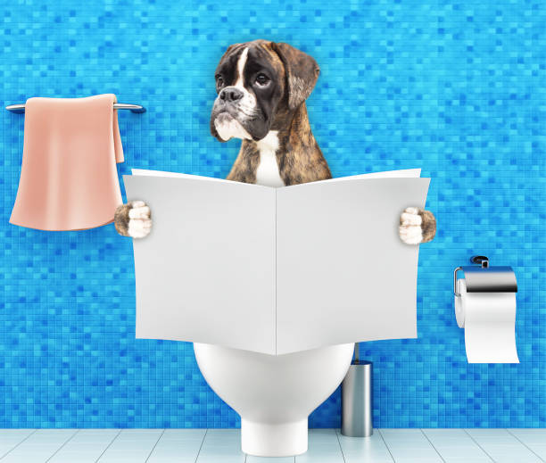istock Boxer dog sitting on a toilet seat with digestion problems or constipation reading magazine or newspaper 916096464