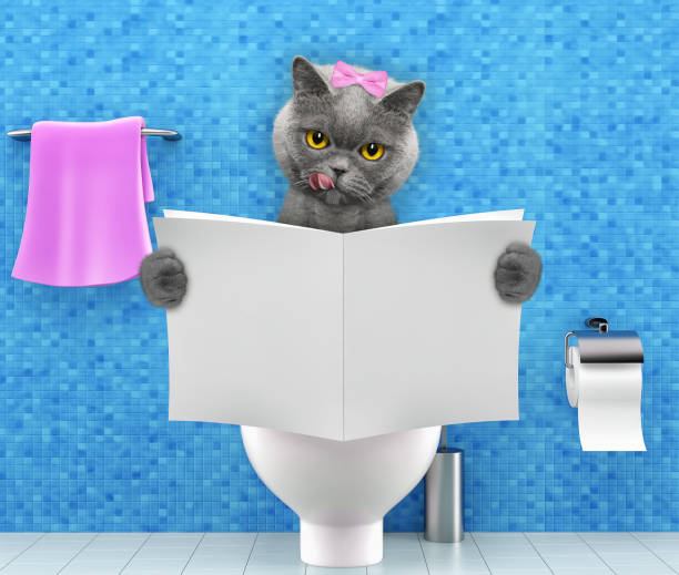 istock Cat sitting on a toilet seat with digestion problems or constipation reading magazine or newspaper 916096492