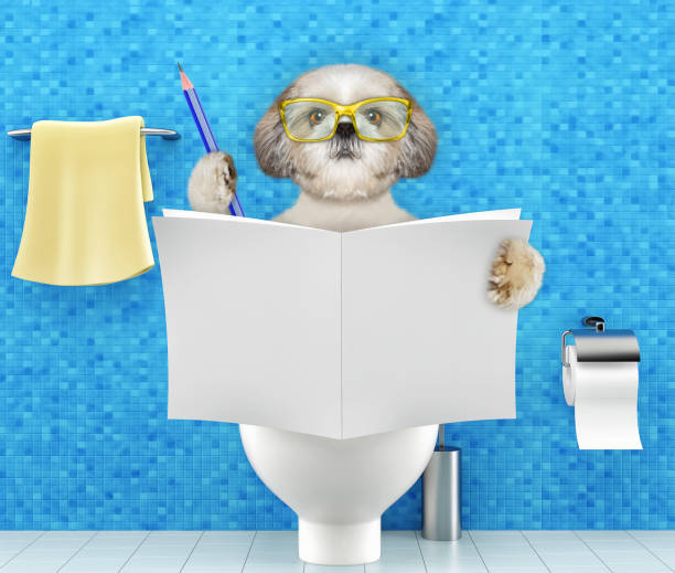 istock Dog sitting on a toilet seat with digestion problems or constipation reading magazine or newspaper and writing 916096504