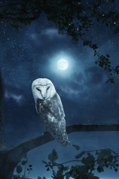 istock awakening owl sitting on tree illuminated by bright moonlight 916097094