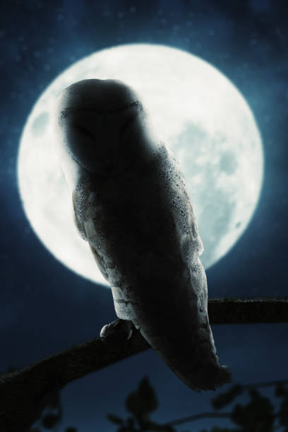 istock awakening owl sitting on tree illuminated by bright moonlight 916100664