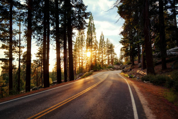 istock Sequoia National Park USA 916102912