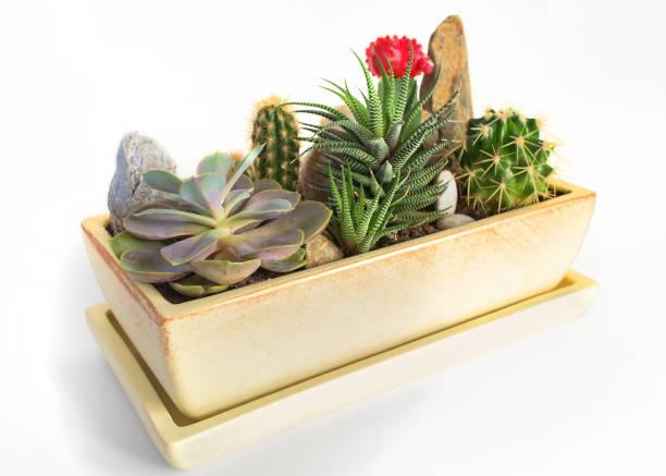 istock Potted plants in a pot 916109530