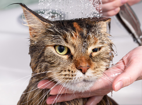 Wet cat in the bath