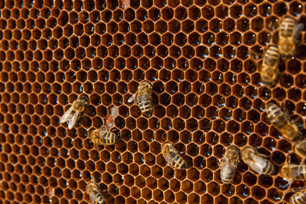 istock Working bees on the honeycomb with sweet honey. 916112446