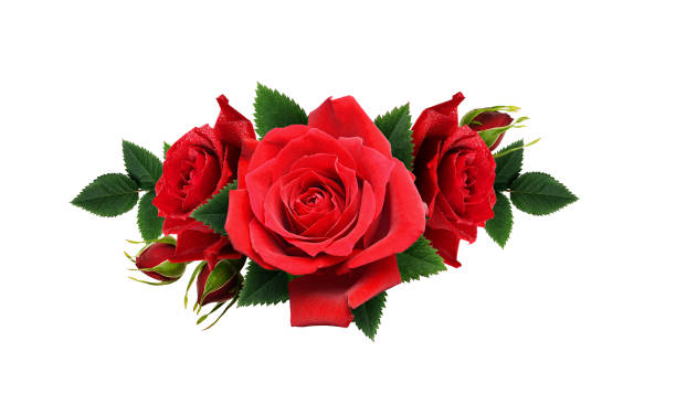 istock Red rose flowers in a line arrangement 916122490