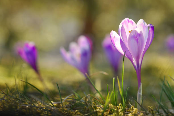 istock Spring flowering bulbs of purple Crocus flower. Crocus vernus 916124140