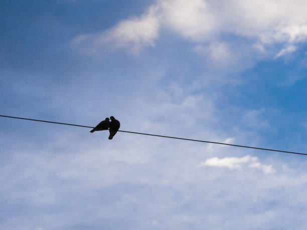 istock Pigeons are Passionate Love on The Wire 916127020