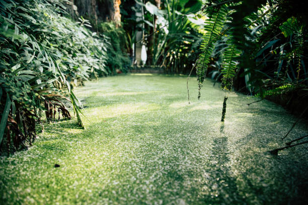 Beautiful Greenhouse Tropical Garden stock photo