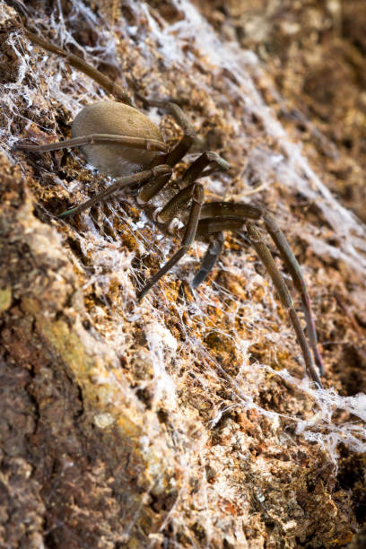 large spider close up of a large tropical spider resting on an old piece of wood with a white web spider spider web large travel locations stock pictures, royalty-free photos & images