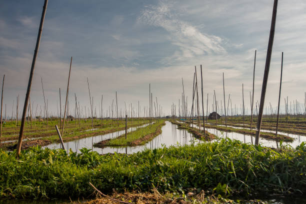 jardines flotantes en el lago inle, myanmar - inle lake agriculture traditional culture farmer fotografías e imágenes de stock