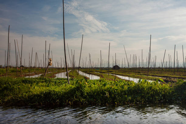 jardins flutuantes no lago inle, myanmar - inle lake agriculture traditional culture farmer - fotografias e filmes do acervo