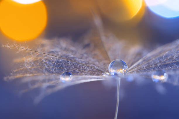 istock A large drop of dew on a dandelion. Beautiful stylish macro. background bokeh. 916133020