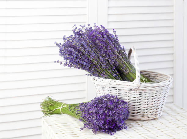istock Lavender flowers in closeup 916133176