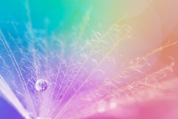 istock Dandelion and dew-drop on colorful background. Beautiful and stylish macro. 916133380
