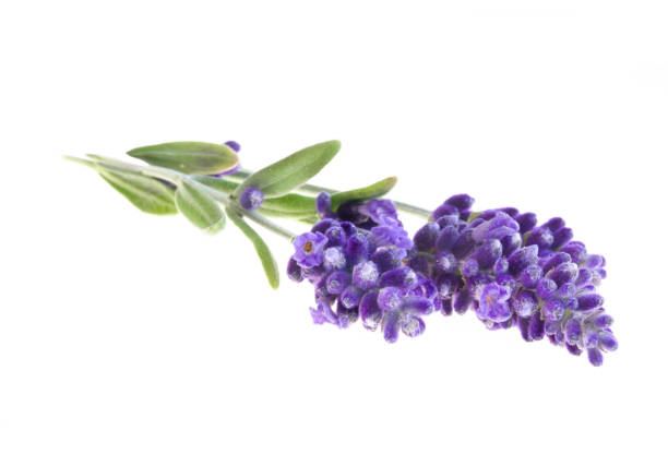 Lavender flowers in closeup