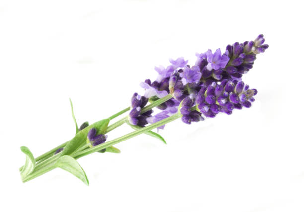 istock The aromatherapy of lavender 916133746