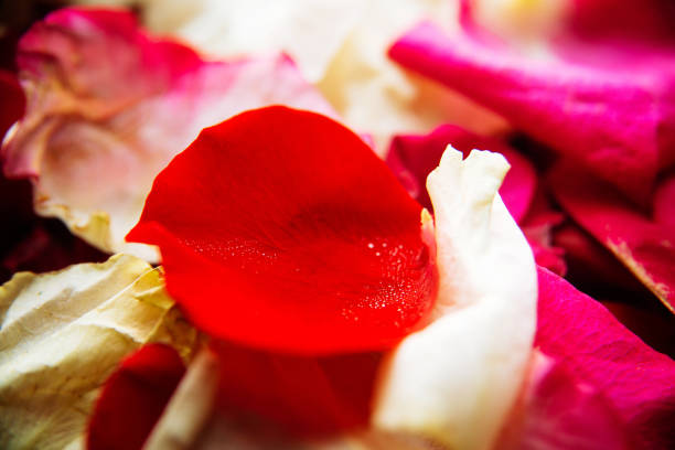 istock Rose petals/toned photo 916133810
