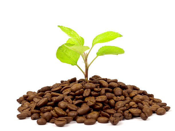 istock Green plant growing on a coffee beans 91613418
