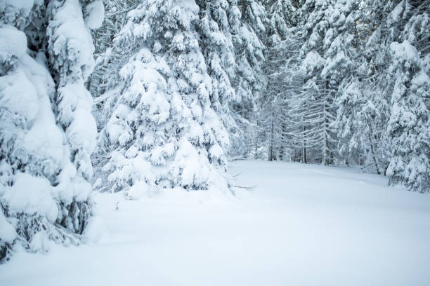 hermoso bosque de invierno. - confucian forest fotografías e imágenes de stock