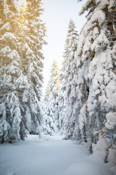 hermoso bosque de invierno. - confucian forest fotografías e imágenes de stock