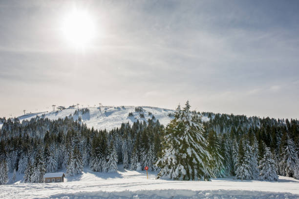 panorama de invierno. - confucian forest fotografías e imágenes de stock