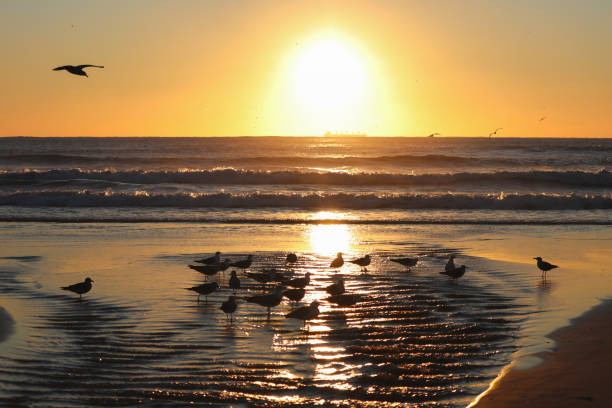 istock Birds on the beach at sunset 916135398