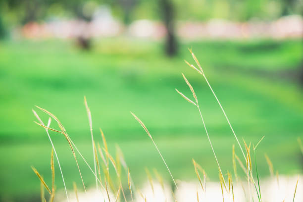 Abstract nature view of grass flower on sunlight using as a background or wallpaper