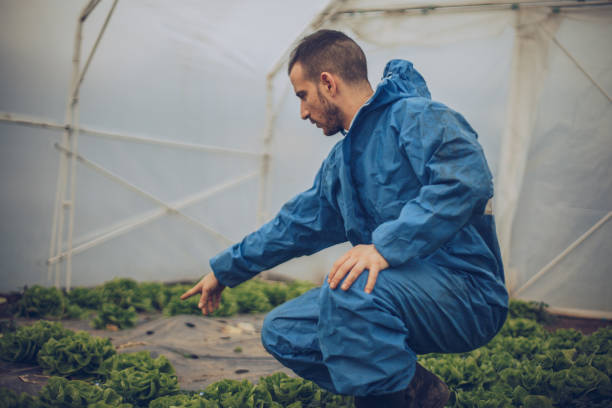 istock Man harvesting lettuce in greenhouse 916135680