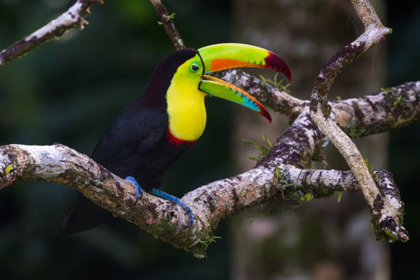 Keel billed toucan Close up of a keel billed toucan perched on a tree branch in tropical Costa Rica rainbow toucan stock pictures, royalty-free photos & images