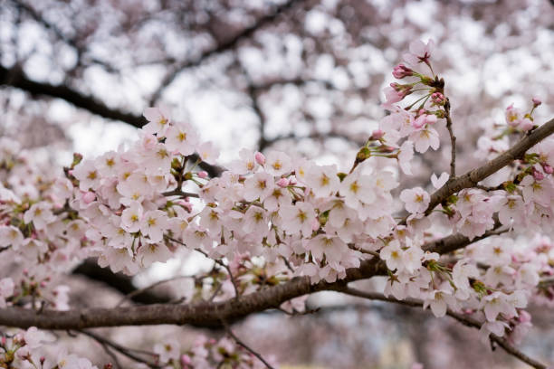 Cherry Blossom in Yamanashi Japan stock photo