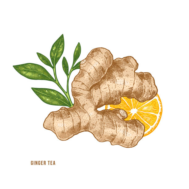 ilustraciones, imágenes clip art, dibujos animados e iconos de stock de ilustración de raíz, cítricos y té de jengibre. estilo vintage. figura de vector - fruit winter orange lemon