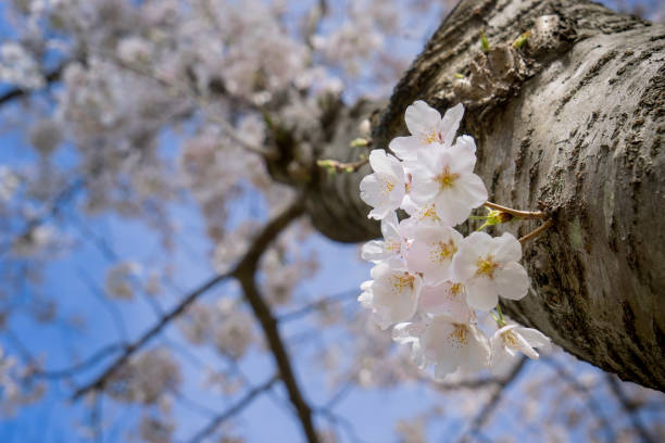 Cherry Blossom in Mito, Ibaraki,  Japan stock photo