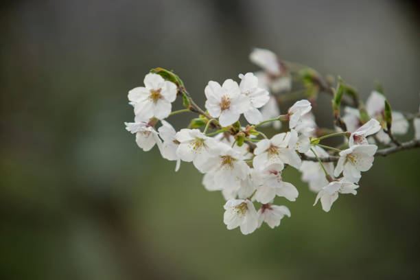 Cherry Blossom in Mito-shi,  Ibaraki Prefecture, Japan. stock photo