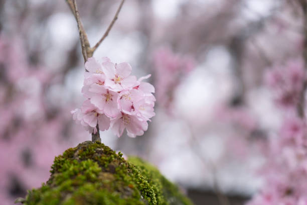 Cherry Blossom in Yamanashi Japan stock photo