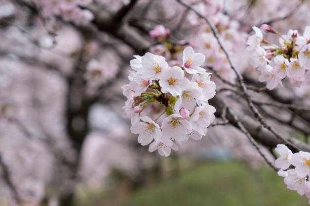 Cherry Blossom in Yamanashi Japan stock photo