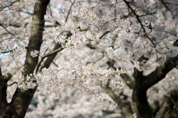 Cherry Blossom in Mito-shi,  Ibaraki Prefecture, Japan. stock photo