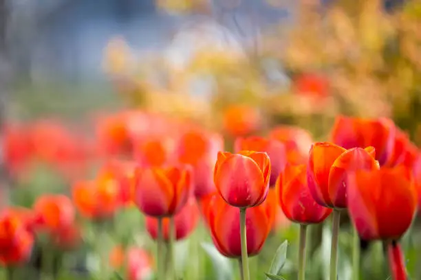 Photo of Red tulips, blurred